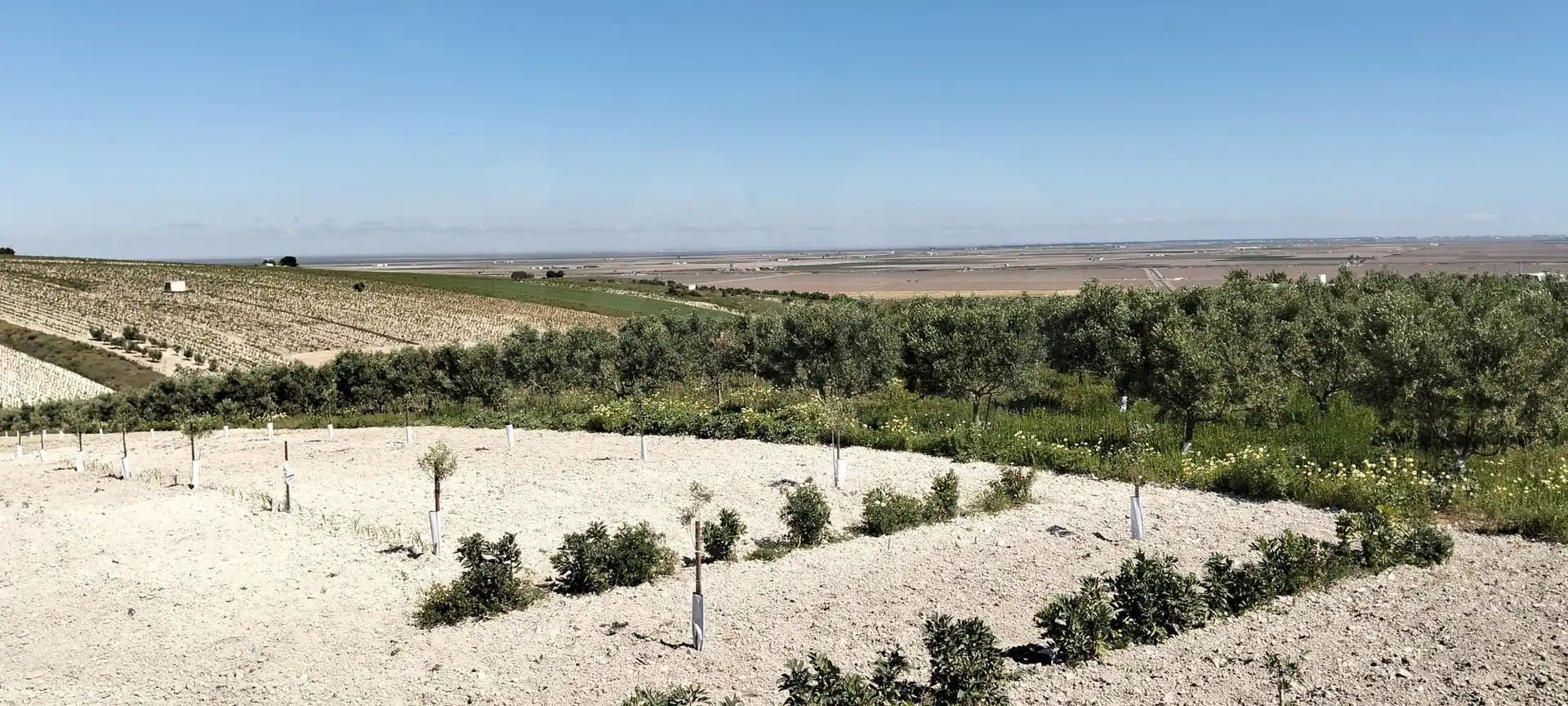 Lands and plots for sale in Lebrija, imagen 9