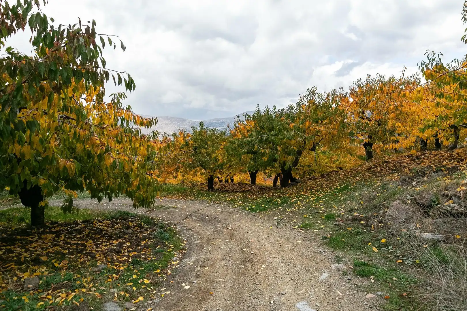 Lands and plots for sale in Güéjar Sierra, imagen 13