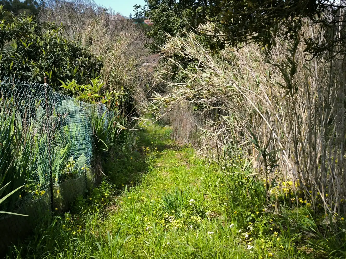 Finca rústica en venta en Moya (Las Palmas)