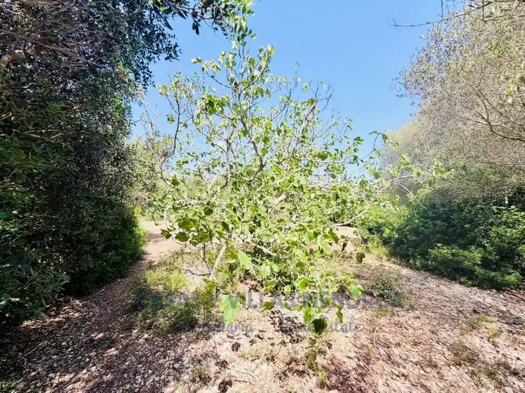 Finca rústica en venda en Sant Lluís