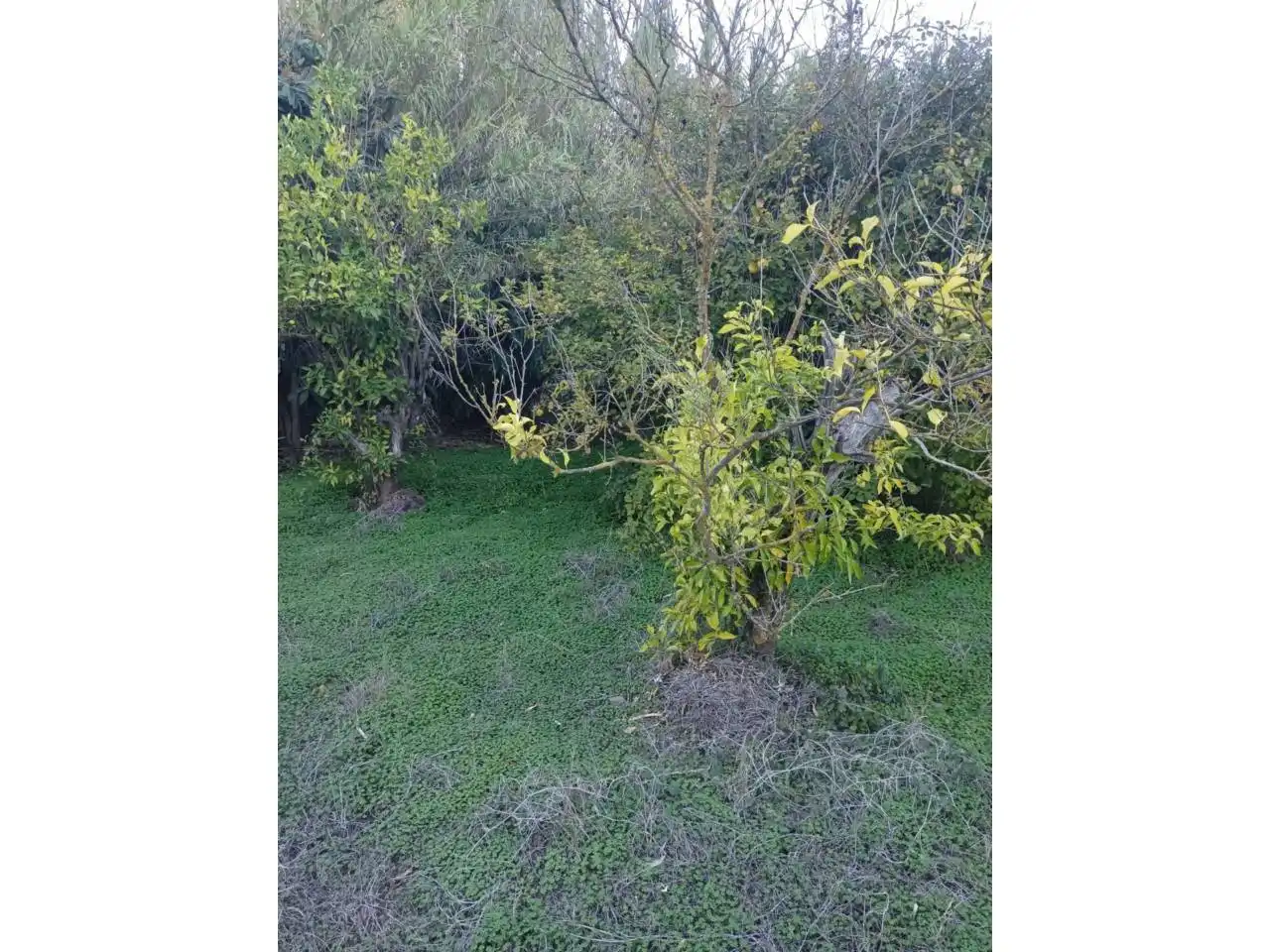 Terreno rustico in vendita a Calle montesol 50, imagen 3