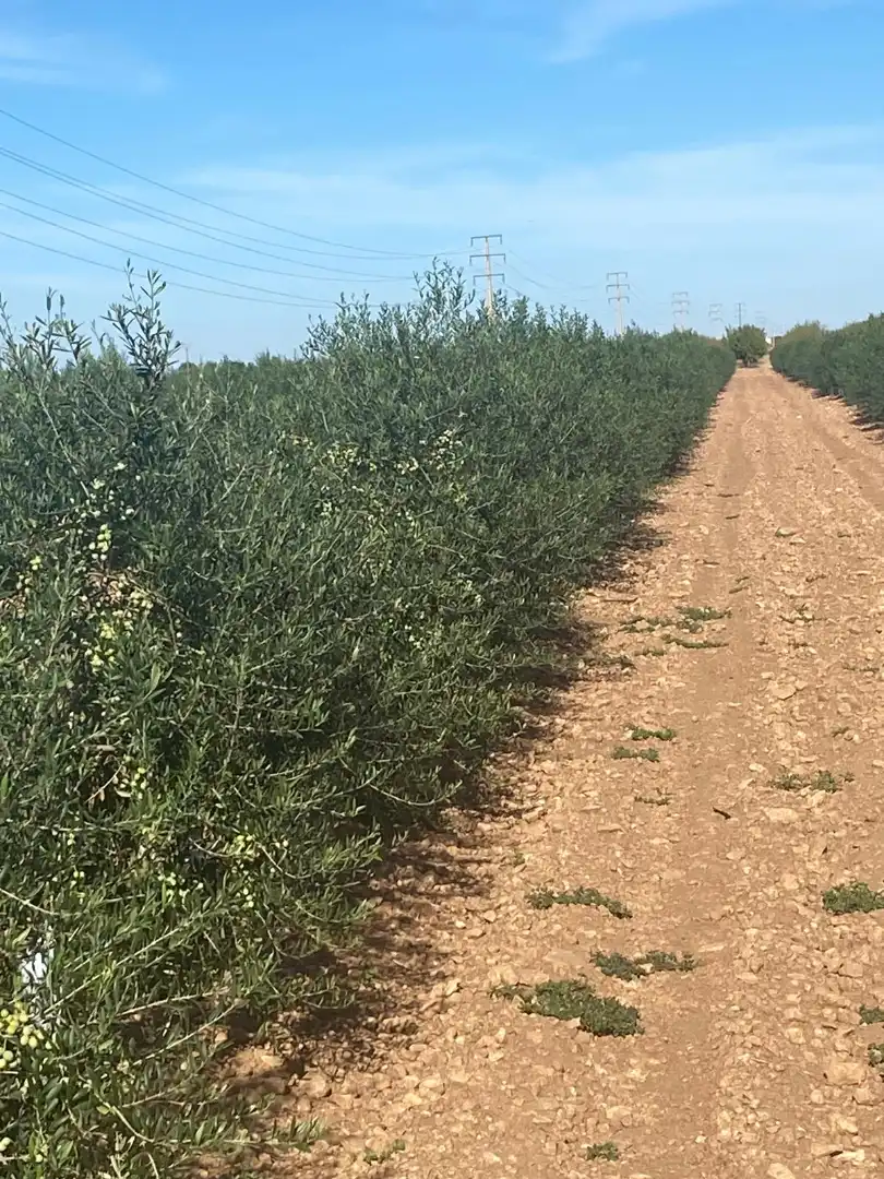 Terreno rustico in vendita a Calle García Pavón, imagen 25