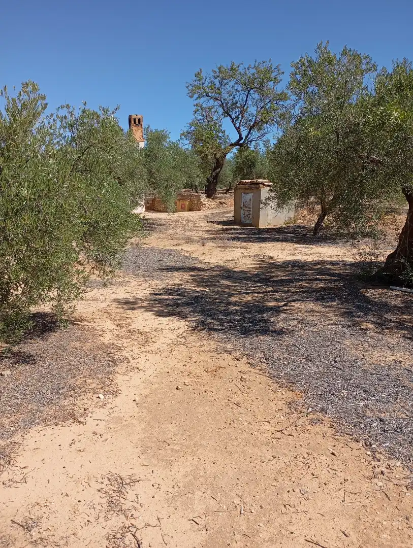 Terreny rústic en venda a Campo de Mirra / El Camp de Mirra, imagen 4