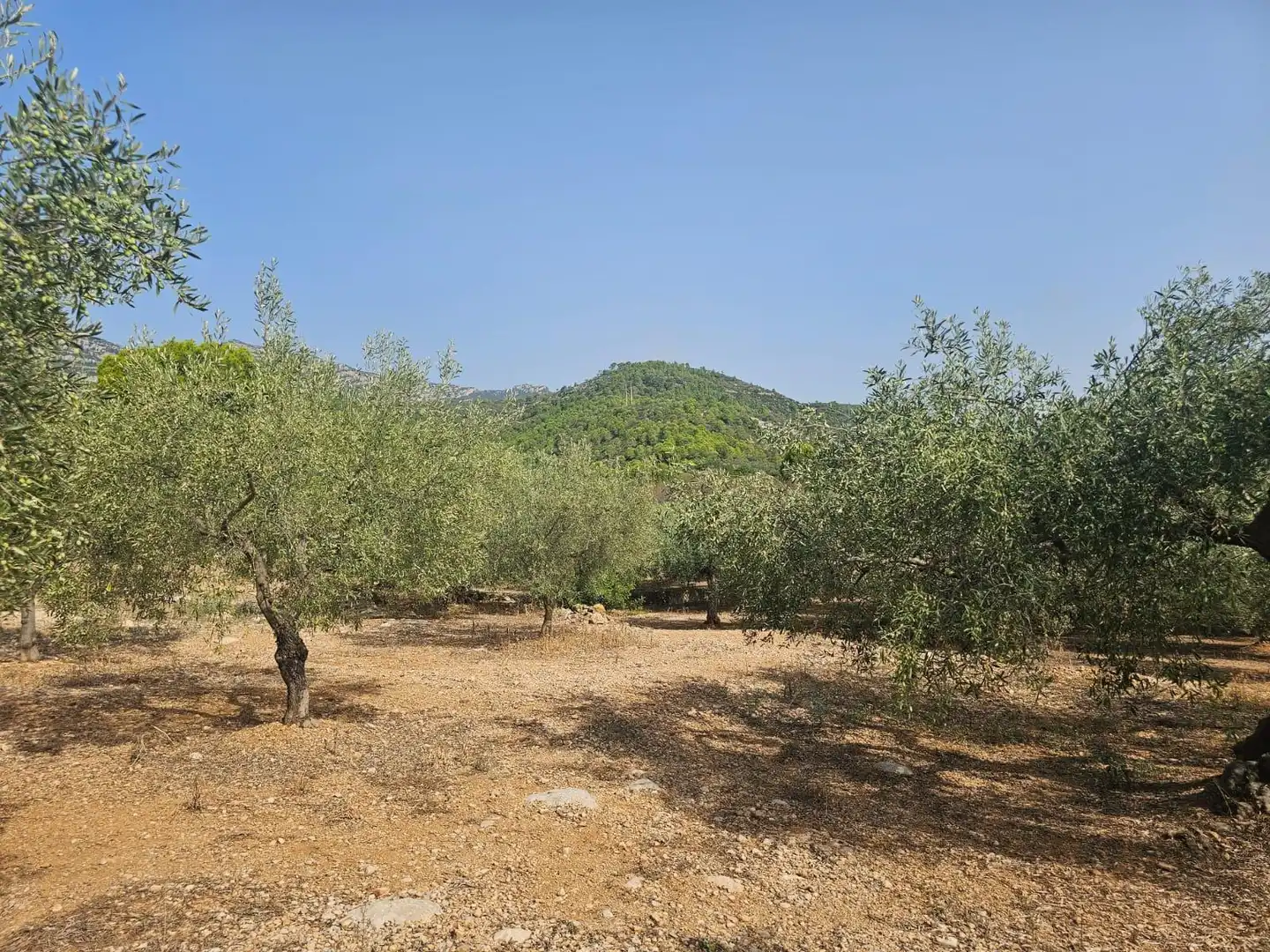 Terreno en venta en Alcanar