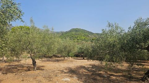 Foto 5 de Terreny en venda a Alcanar, Tarragona