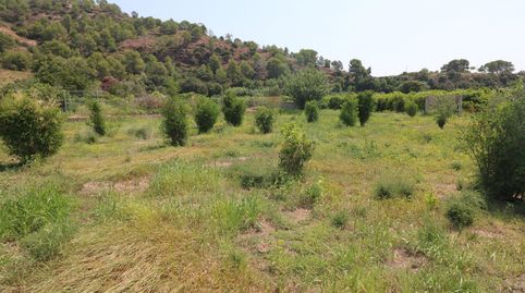 TERRENO DE 2 HANEGADAS ENTRE PETRES Y ALBALAT TARONGERS, imatge 2