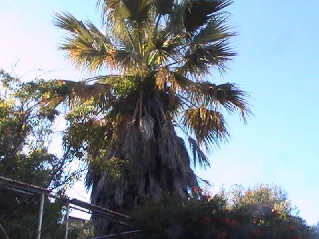 Terreno residencial en Venta en Casar de Palomero