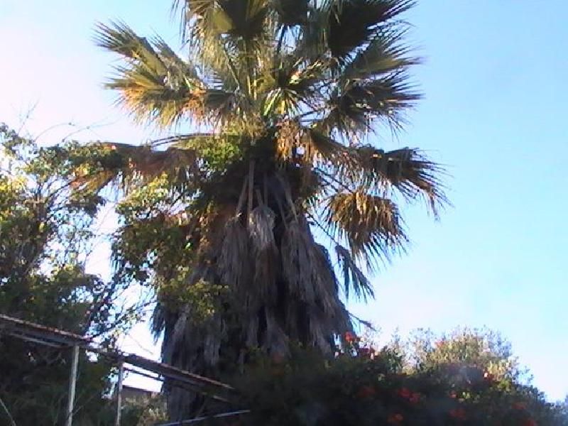 Exterior view of Residential for sale in Casar de Palomero