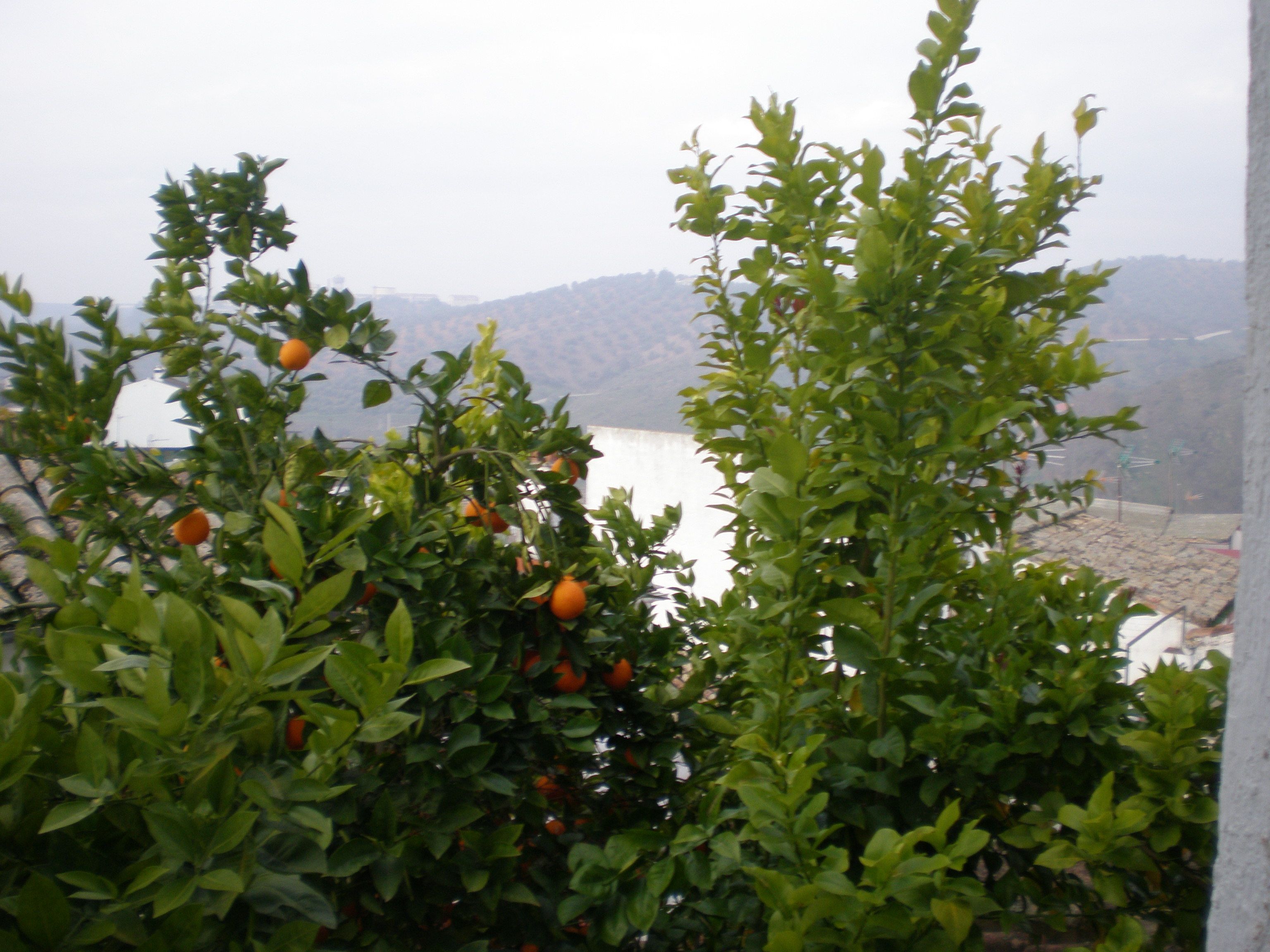 Garden of House or chalet for sale in Montoro  with Terrace and Storage room