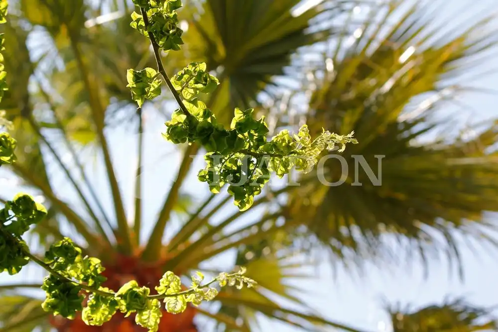 Jardín de Casa o chalet en venta en El Masnou con Calefacción