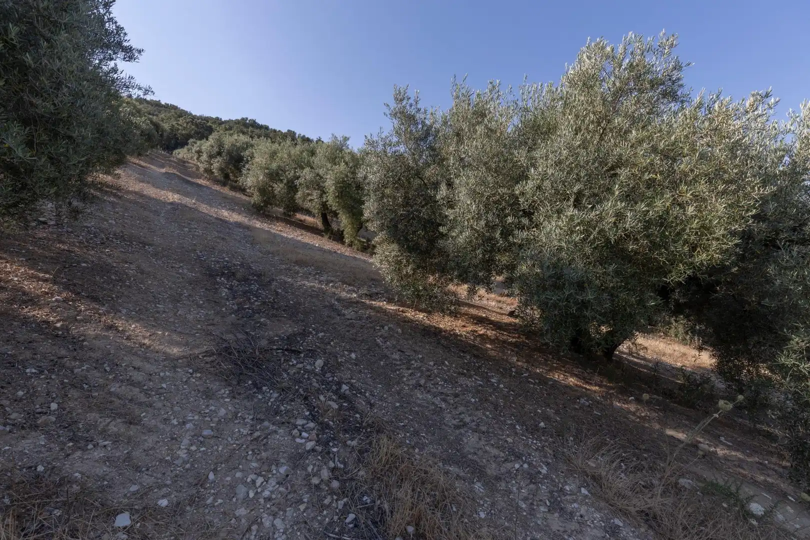 Terreni e lotti in vendita a Lugar Lugar del Cortijo Aguadero, imagen 33