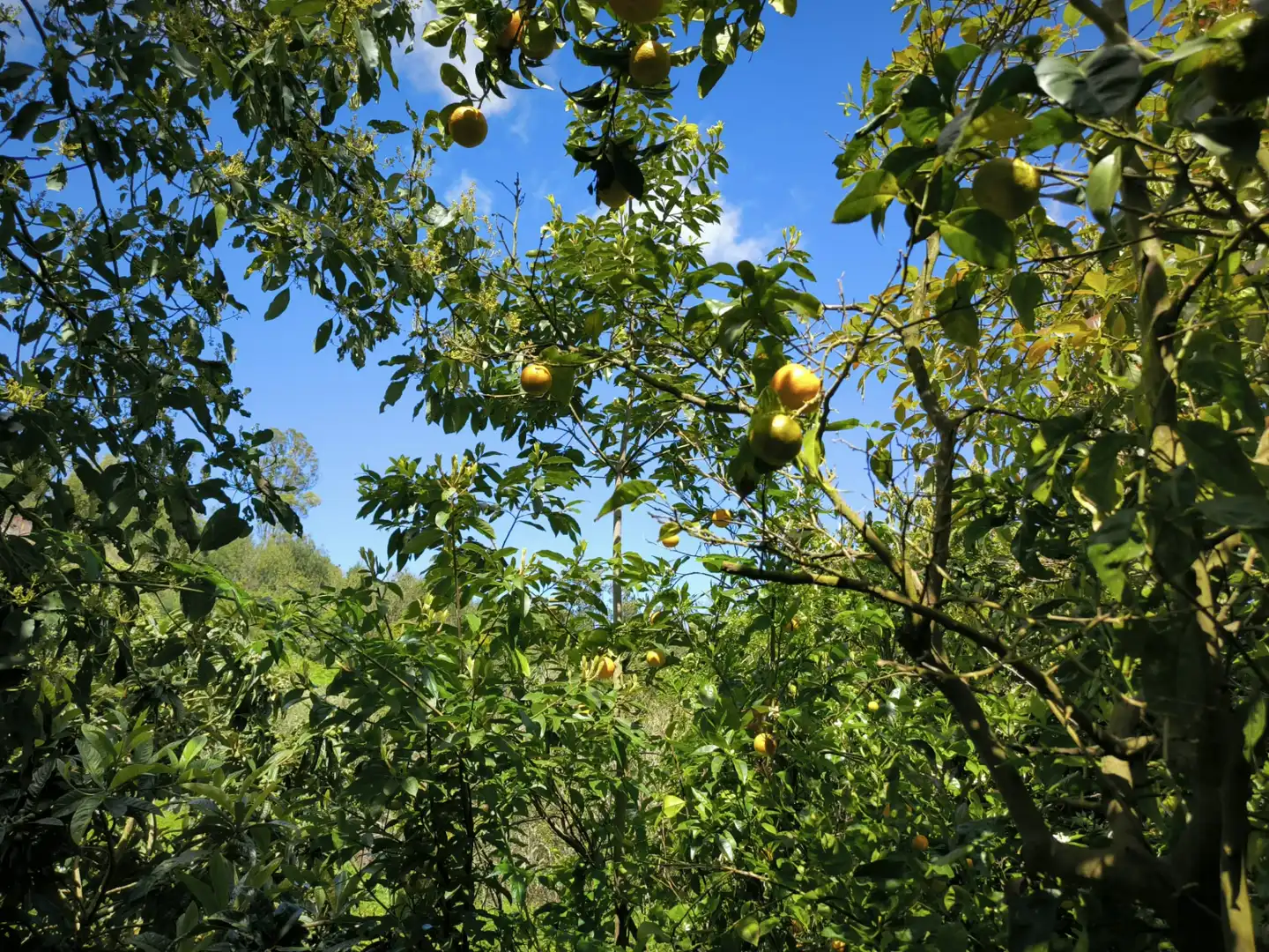 Jardín de Finca rústica en venta en Moya (Las Palmas)