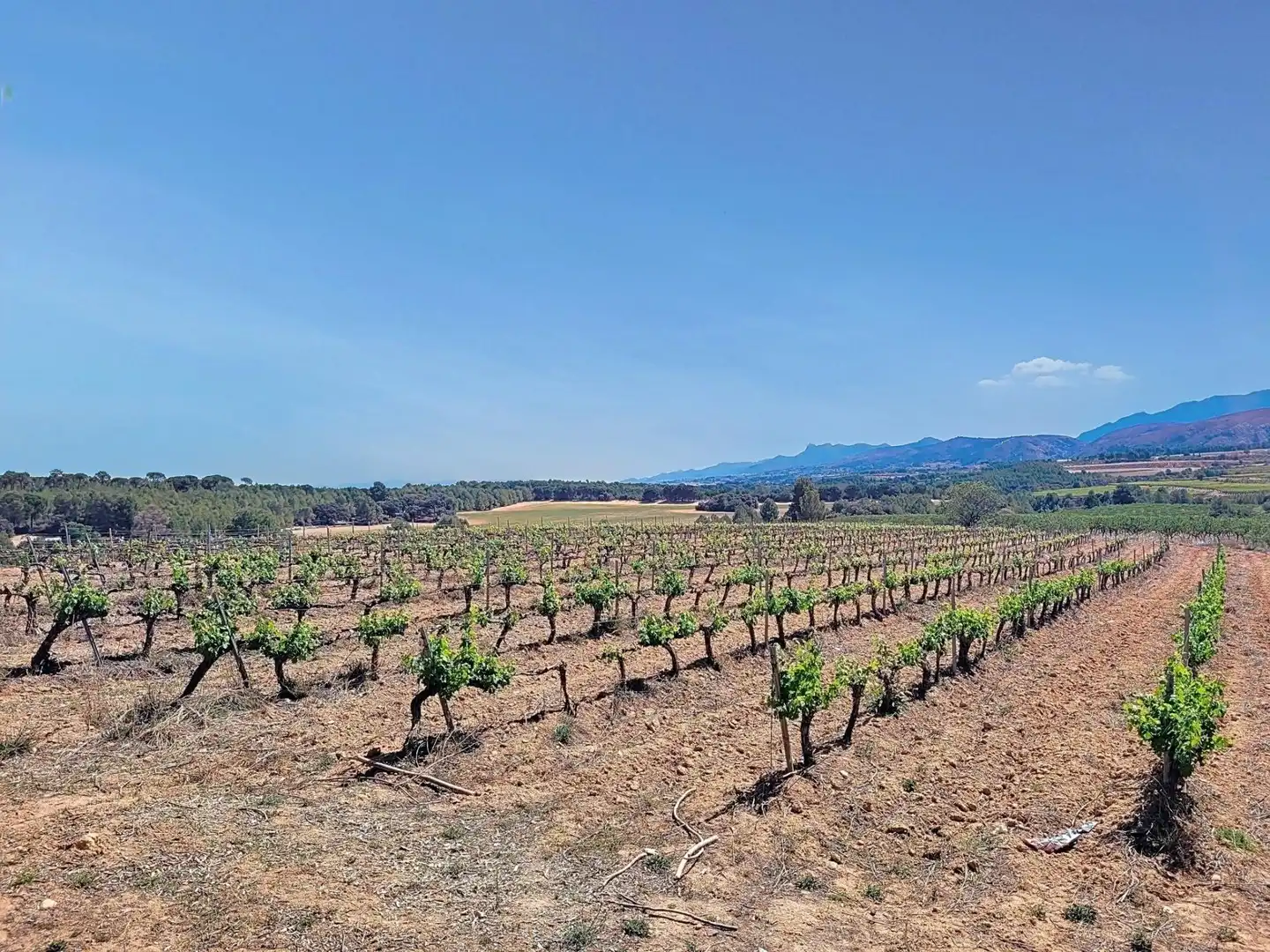 Land for sale in Ontinyent