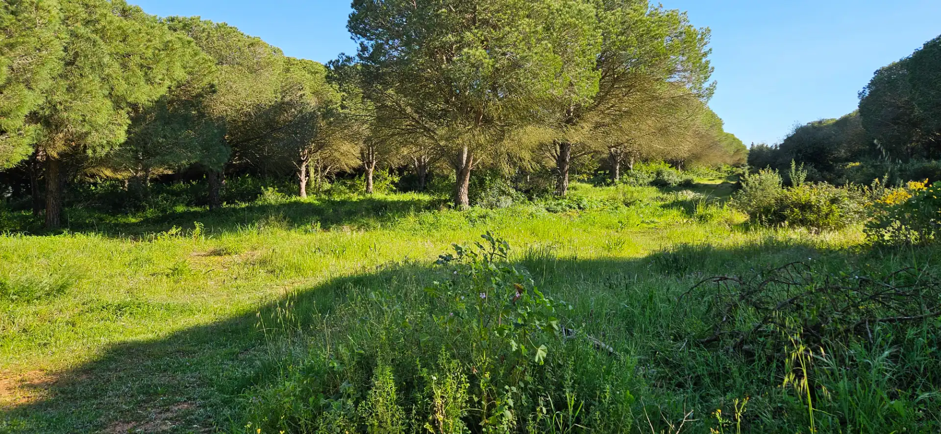 Terreny rústic en venda a Las Lagunas - Campano, imagen 8