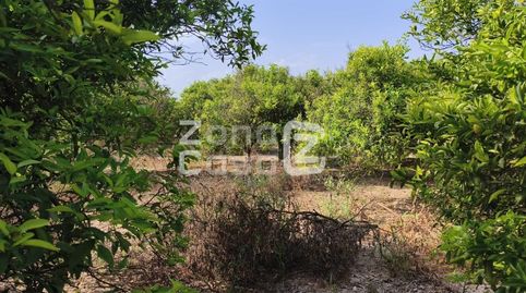 Foto 5 de Finca rústica en venta en Poligono 5 Paraje 34 Campins, Benicull de Xúquer, Valencia