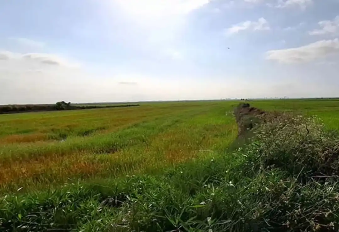 Rural land for sale in Silla, imagen 4