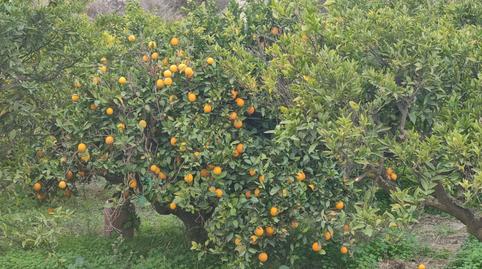 Foto 5 de Terreny en venda a Calle Camino Ancho, 4, Terque, Almería