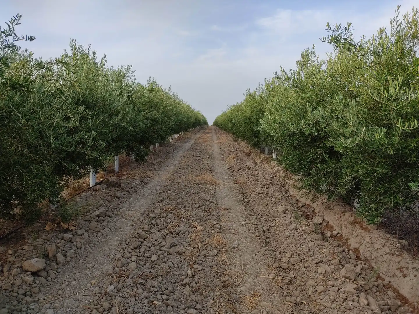 Terreni e lotti in vendita a Pedanías Sur
