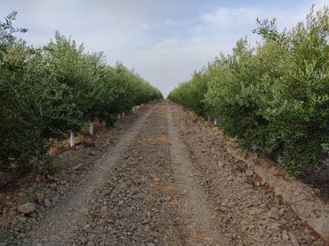 Rural land for sale in Pedanías Sur