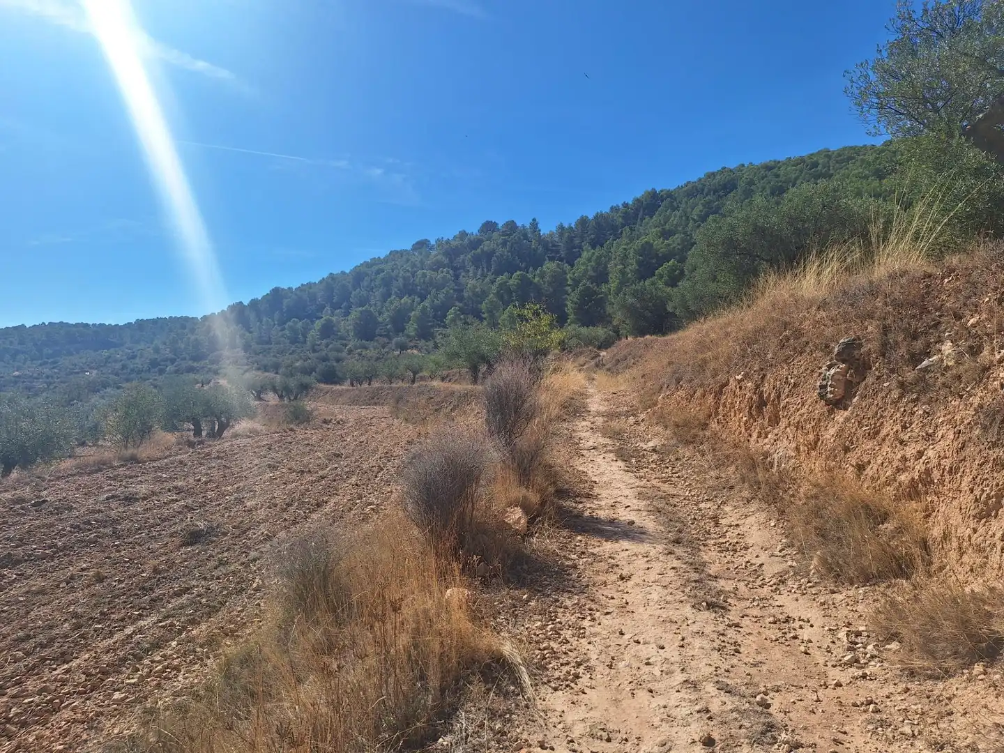 Rural land for sale in Castalla, imagen 5