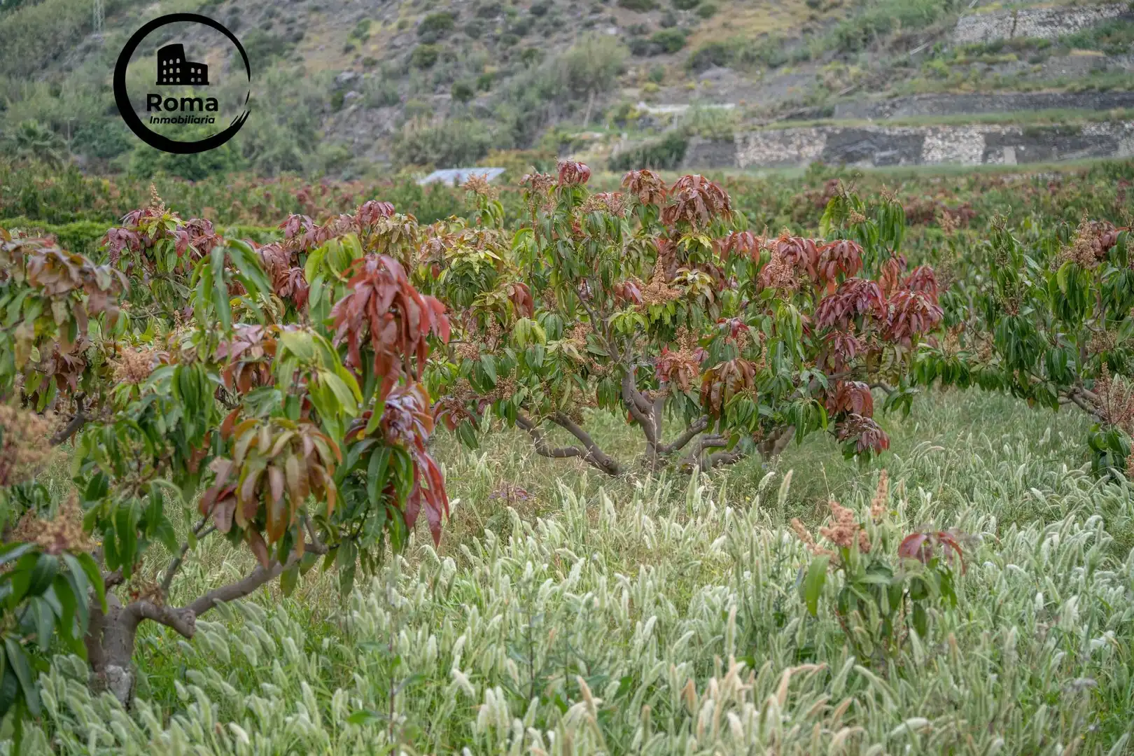 Terreni e lotti in vendita a CARRETERA MALAGA (CAL) 74, imagen 72