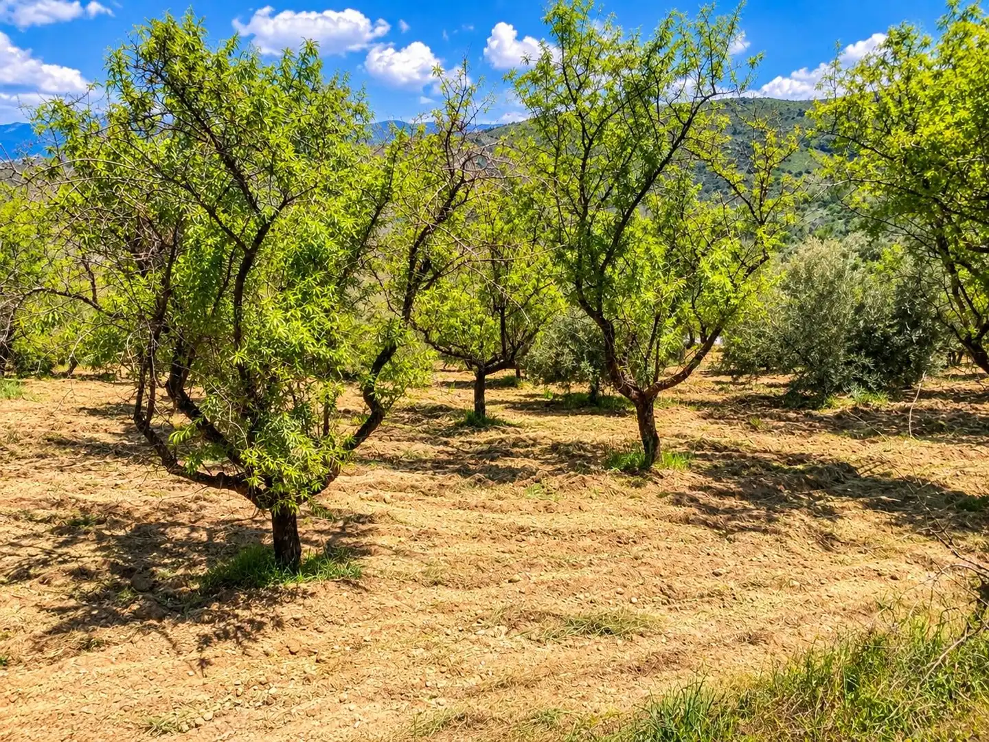 Maison rustique avec jardin à vendre à Carretera Fuente del Lobo Poligono, imagen 12