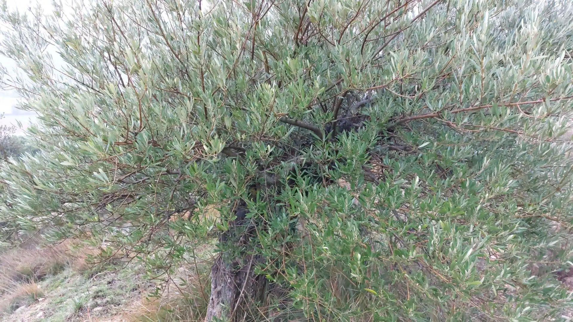 Garten von Grundstücke zur Miete in Loranca de Tajuña