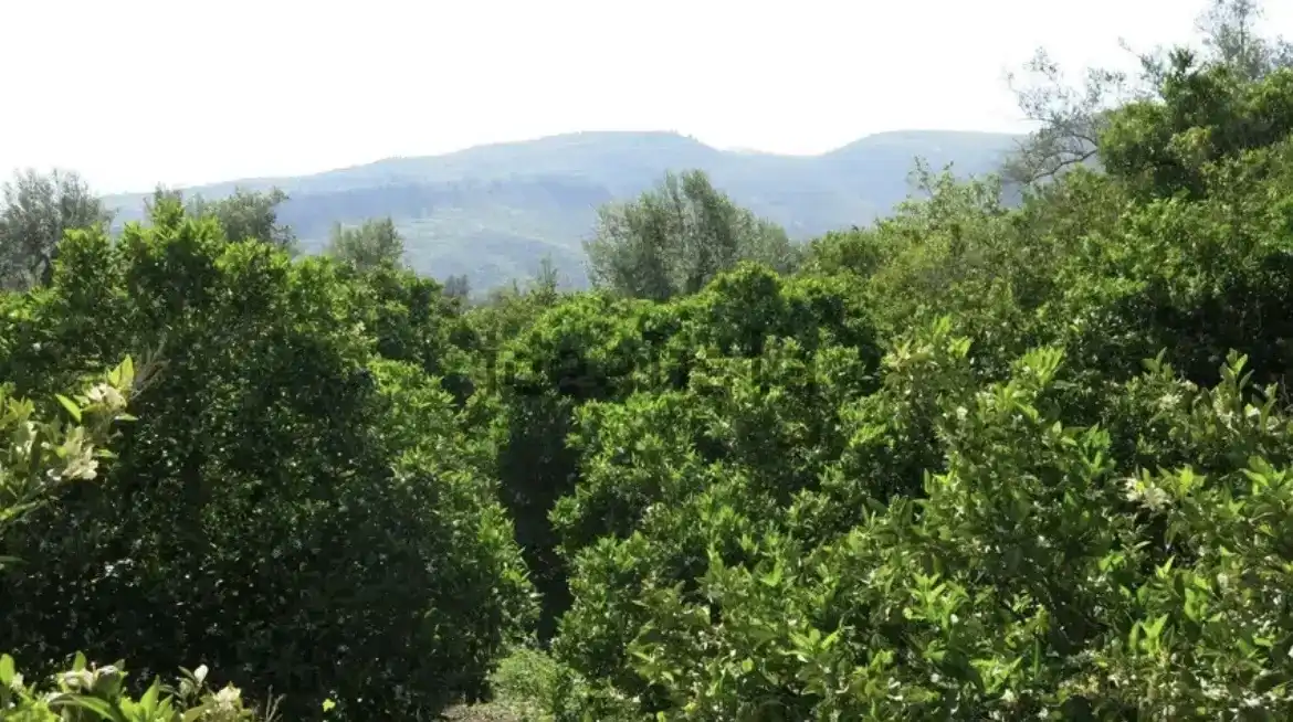 Finca rústica en venda en Lecrín