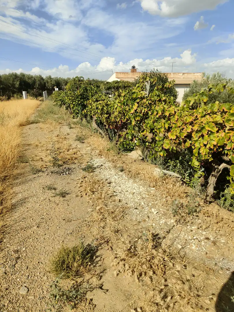 Finca rústica en venda en Cortes y Graena amb Jardí privat, Terrassa i Piscina