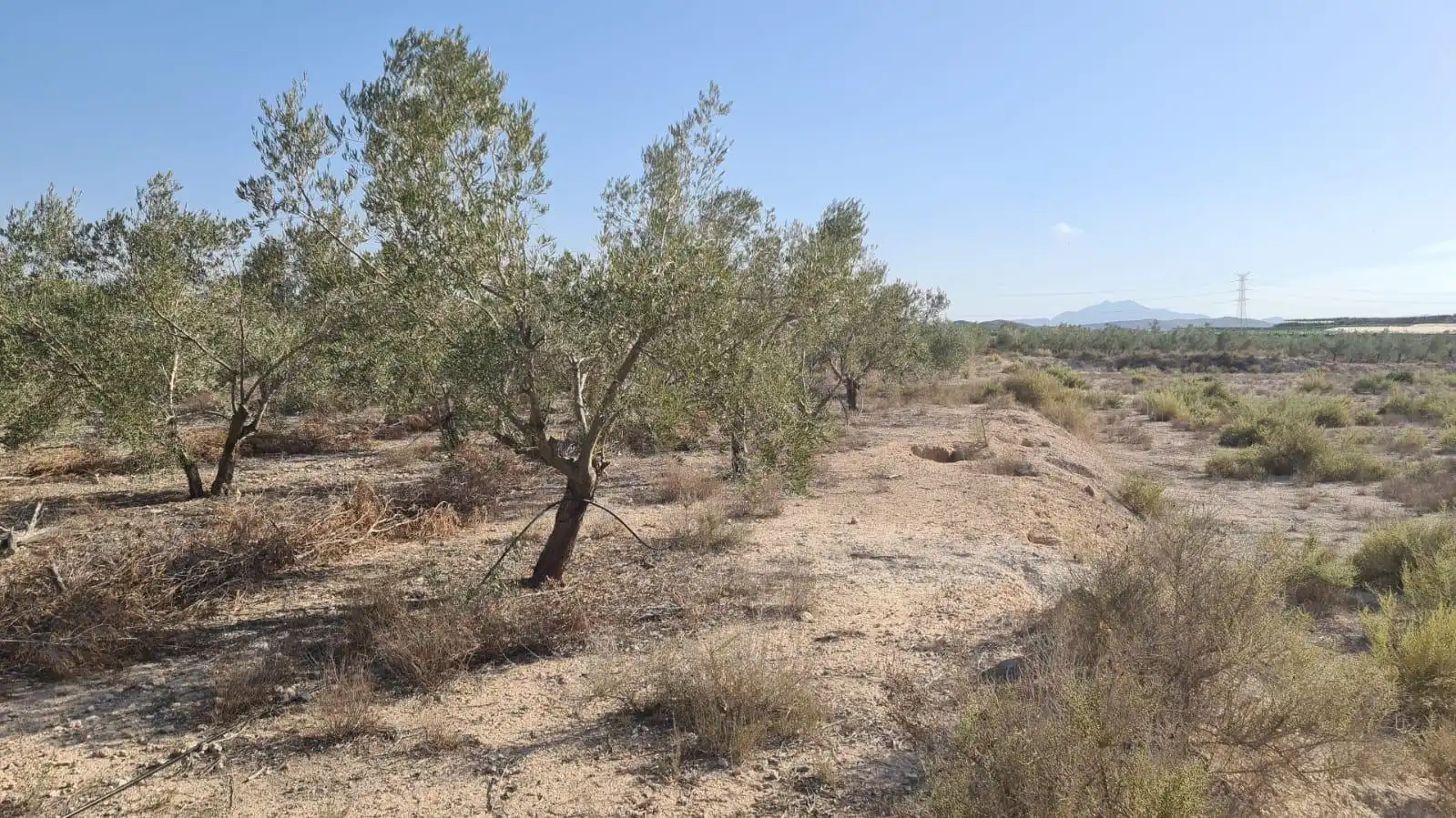 Finca rústica en venda en Alicante / Alacant