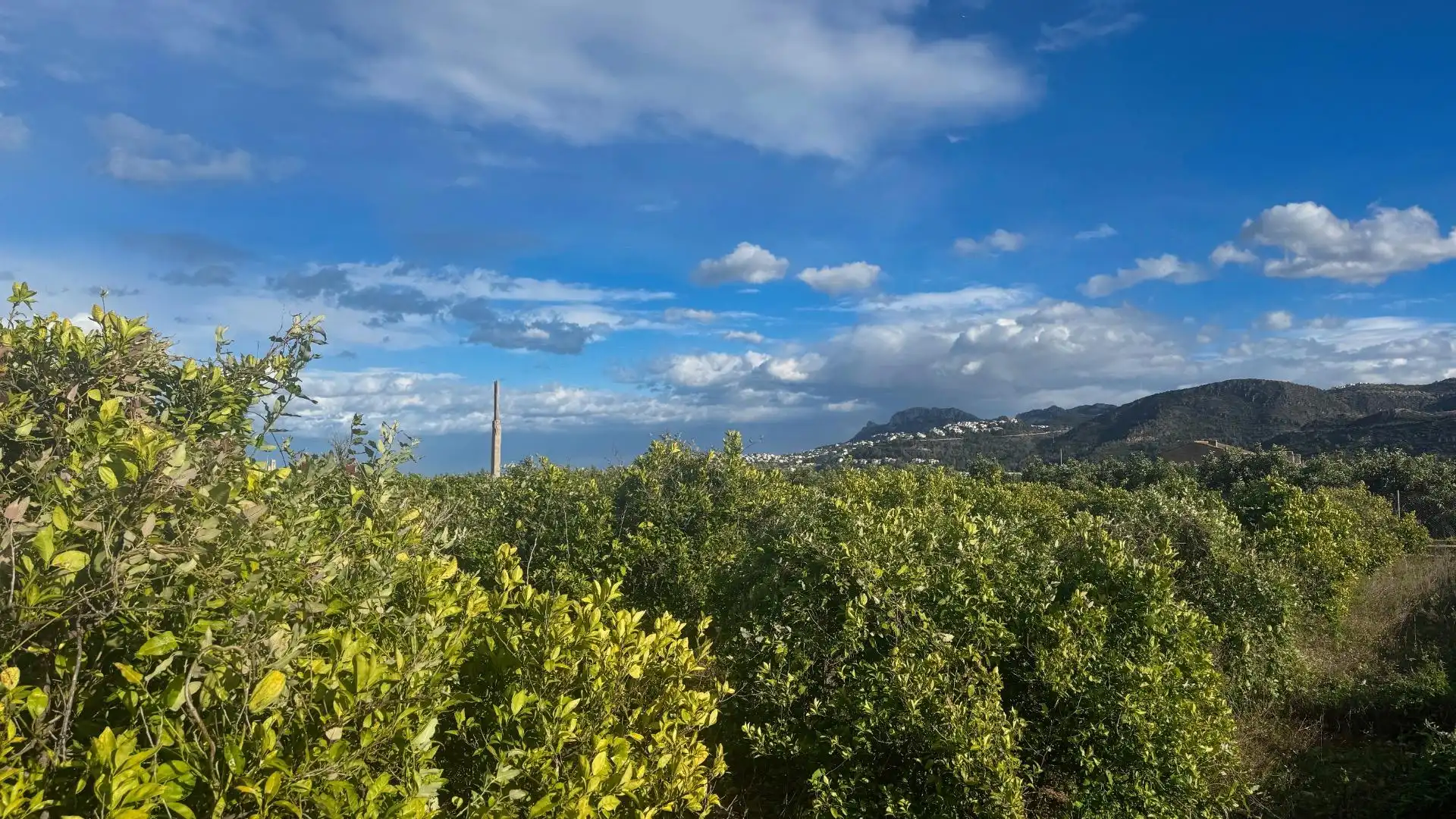 Rural land for sale in Pego, imagen 3
