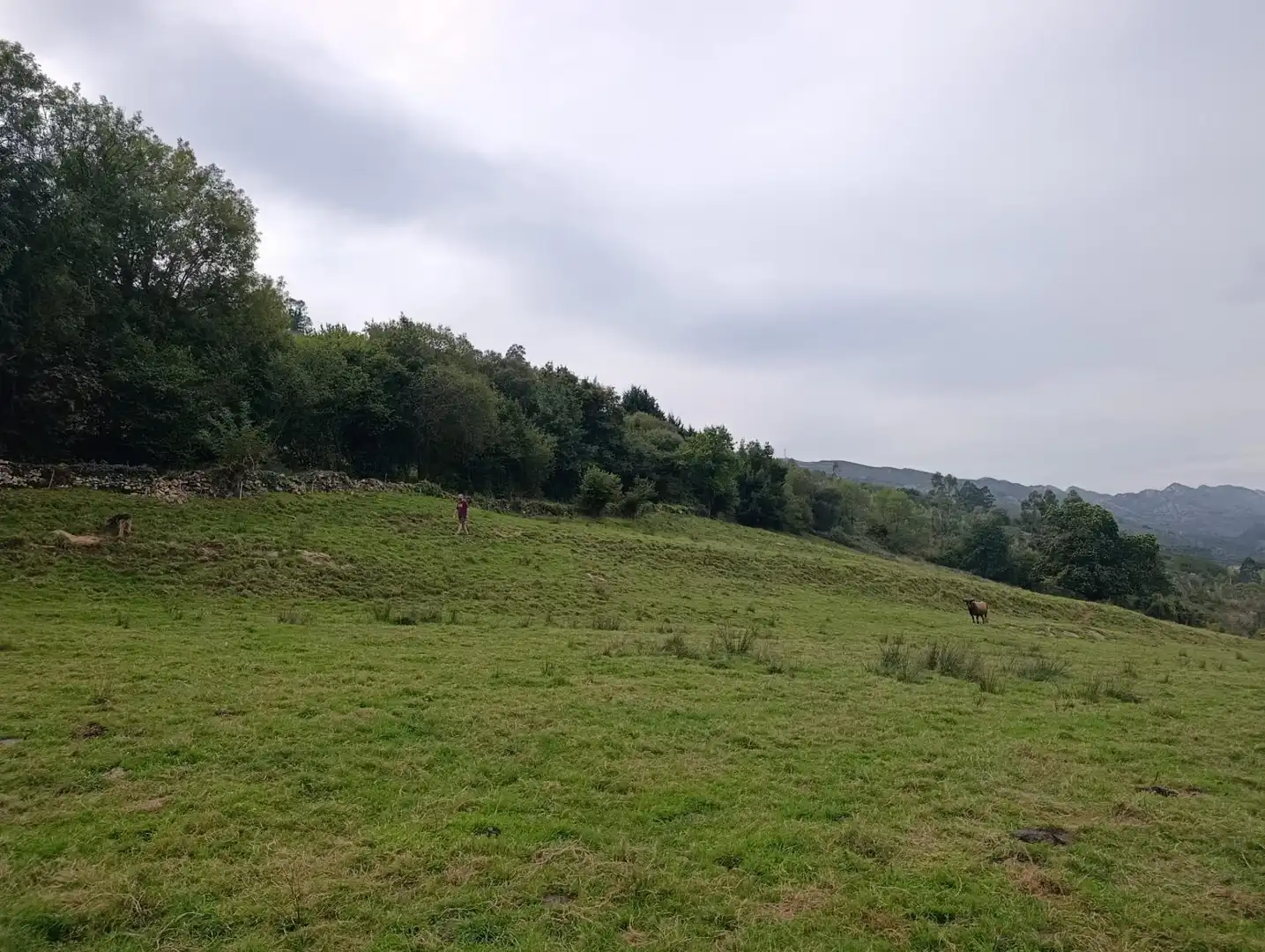 Rustikales Grundstück zum Verkauf in Carretera Piñera (Noriega) 0, imagen 11
