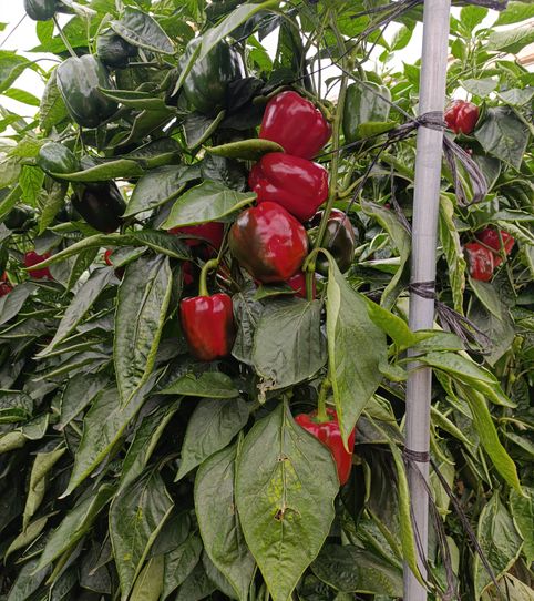 Foto 2 de Terreno en venta en Calle Águila, 7, Santa María del Águila, El Ejido