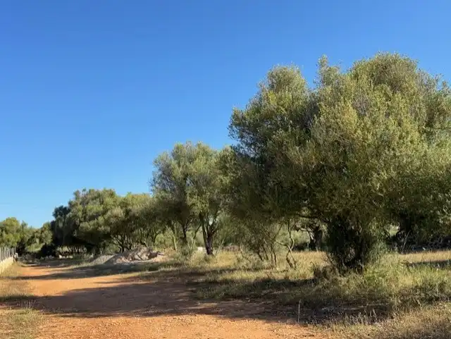 Land for sale in Manacor