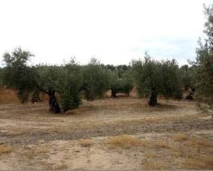 Land for sale in Lopera