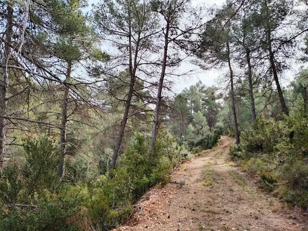 Terreni e lotti in vendita a Valderrobres, imagen 9
