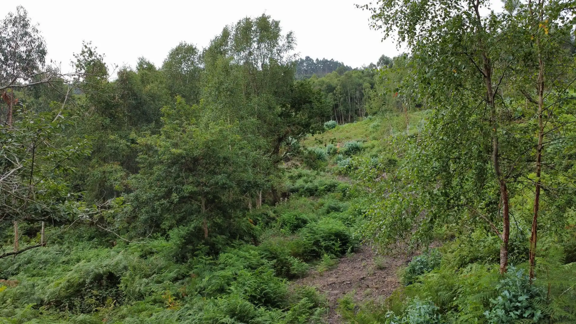 Terreno rustico in vendita a Pría - Nueva-Hontoria - Naves, imagen 26