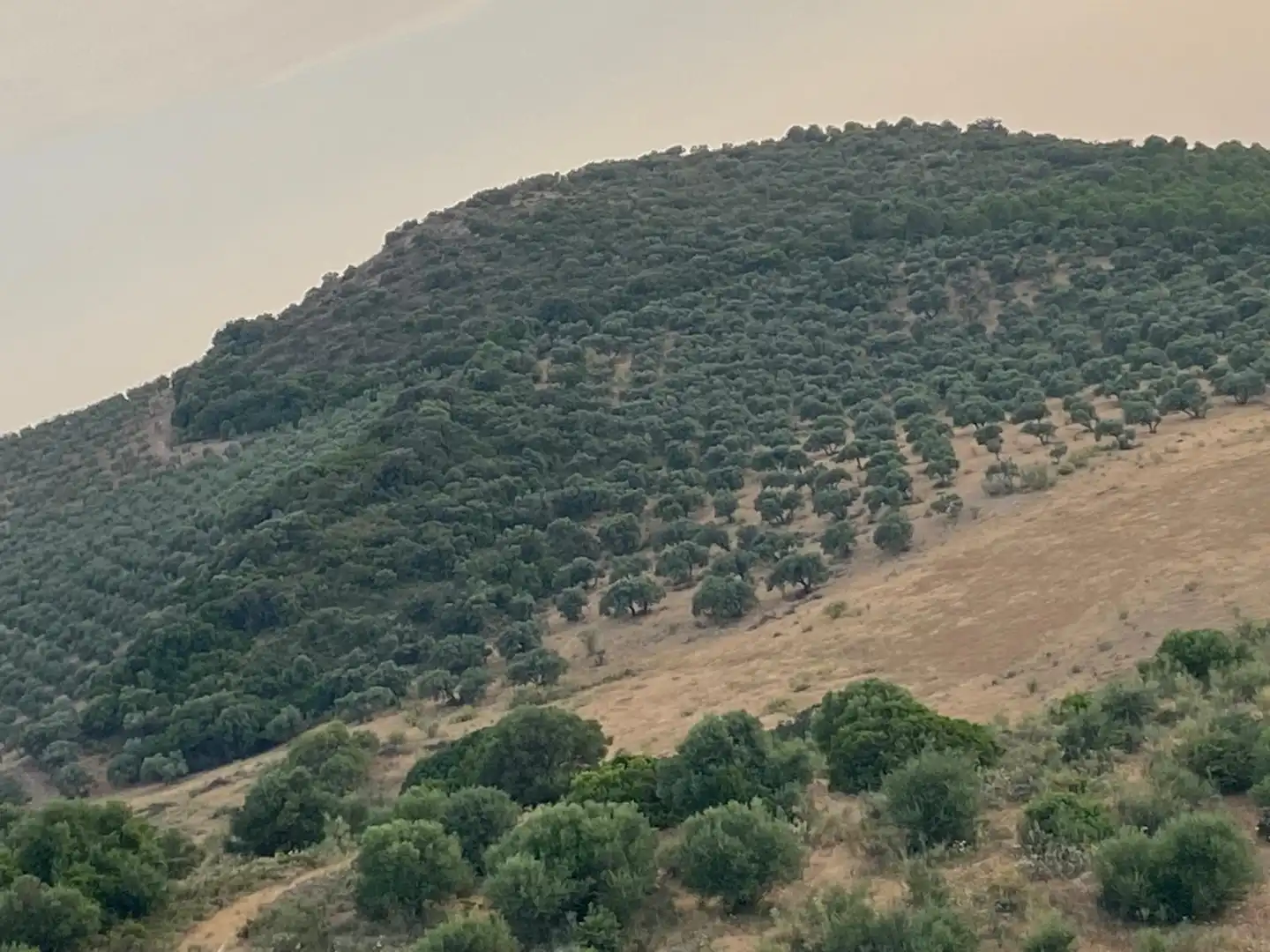 Rural land for sale in Morón de la Frontera, imagen 6