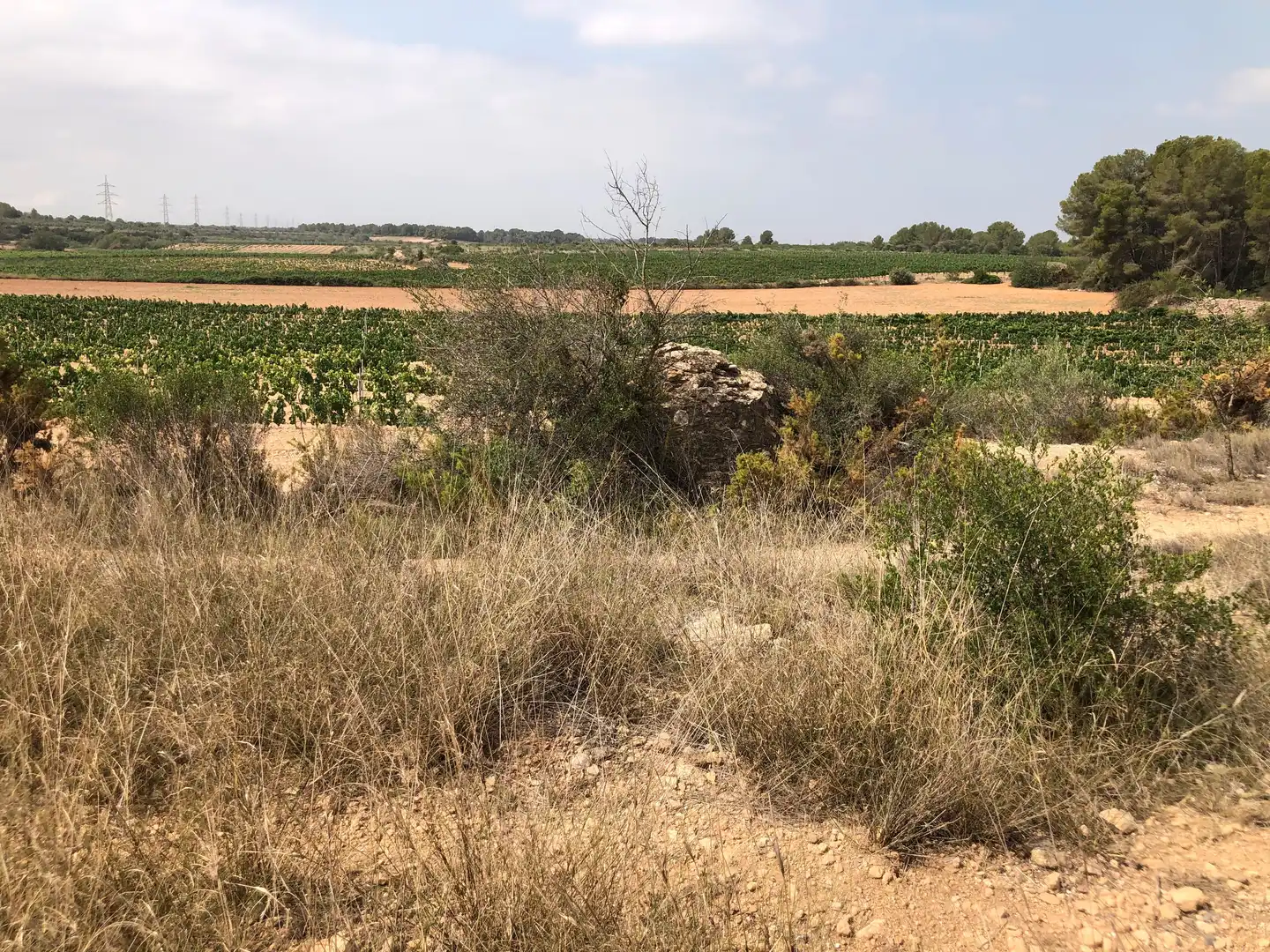 Terreno rústico en venta en Vila-rodona, imagen 9
