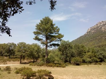 Rural land for sale in La Iruela
