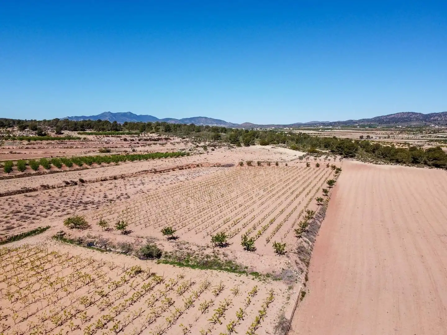 Terreno residencial en venta en El Pinós / Pinoso, imagen 3