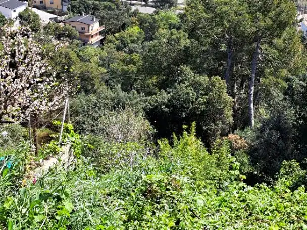 Terreno residencial en venta en Cedres 1027, imagen 4