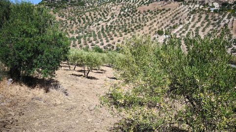OLIVAR EN VENTA CON VISTAS ESPECTACULARES, immagine 5
