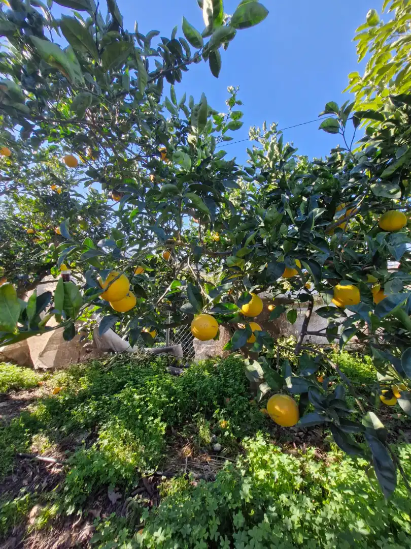 Jardín de Finca rústica en venta en Motril con Jardín privado, Terraza y Trastero