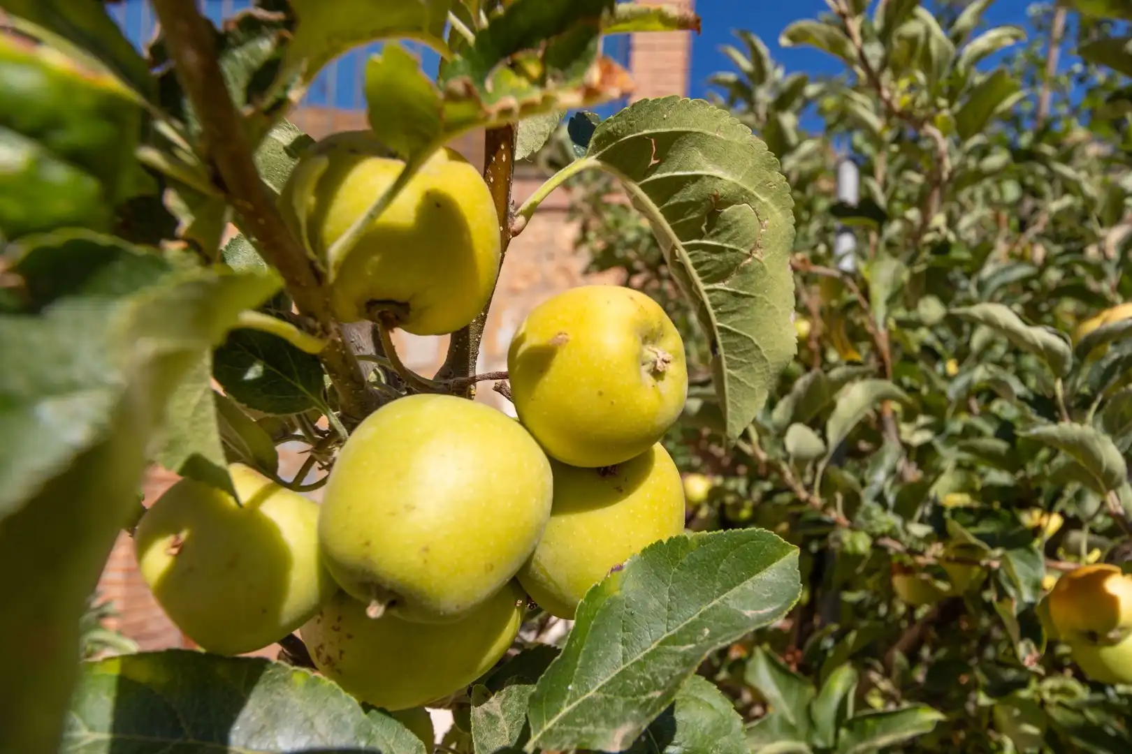 Garden of Country homes for sale in Guadix  with Terrace, Storage room and Furnished