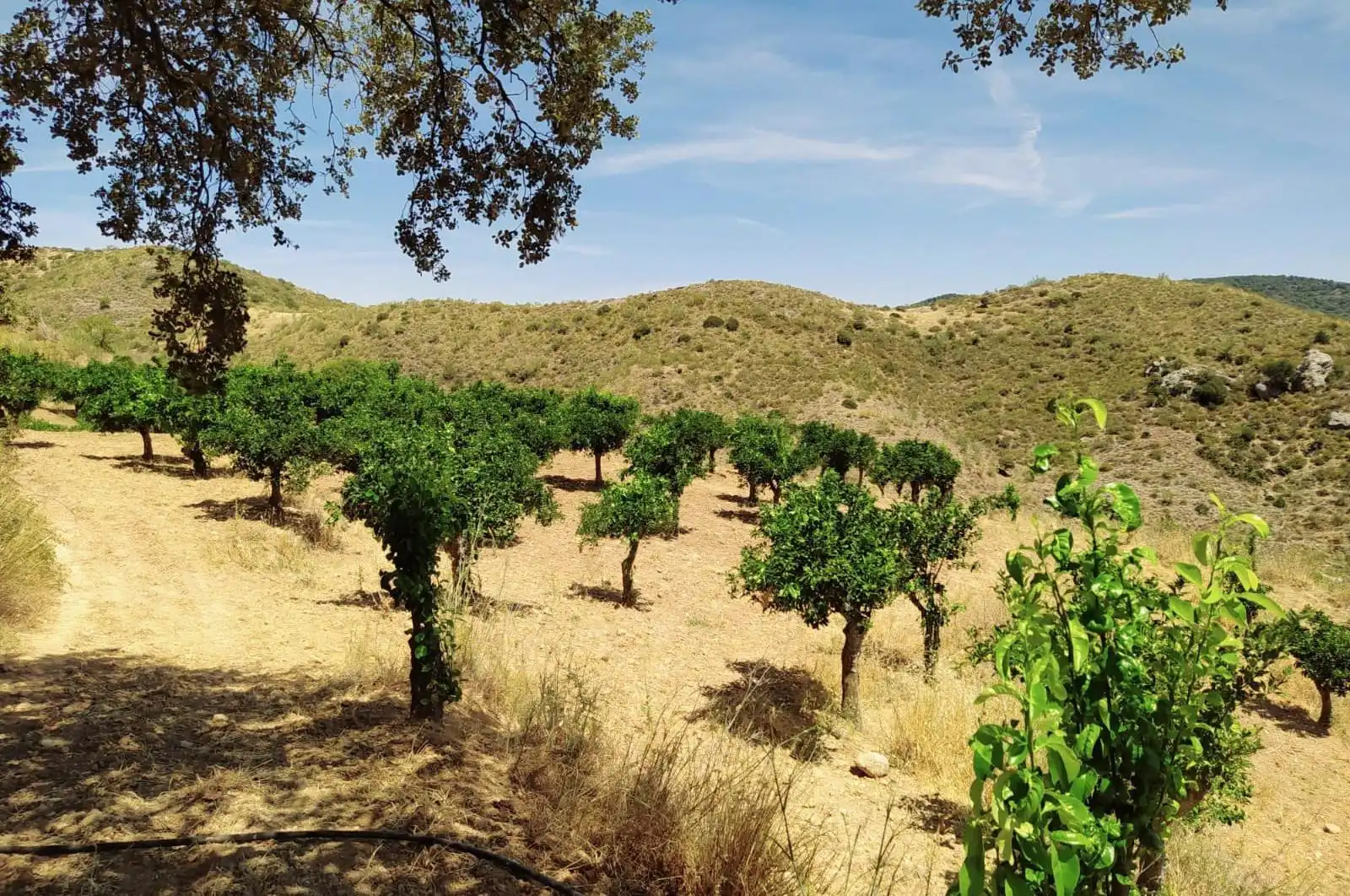 Terreni e lotti in vendita a huerto franco, imagen 52