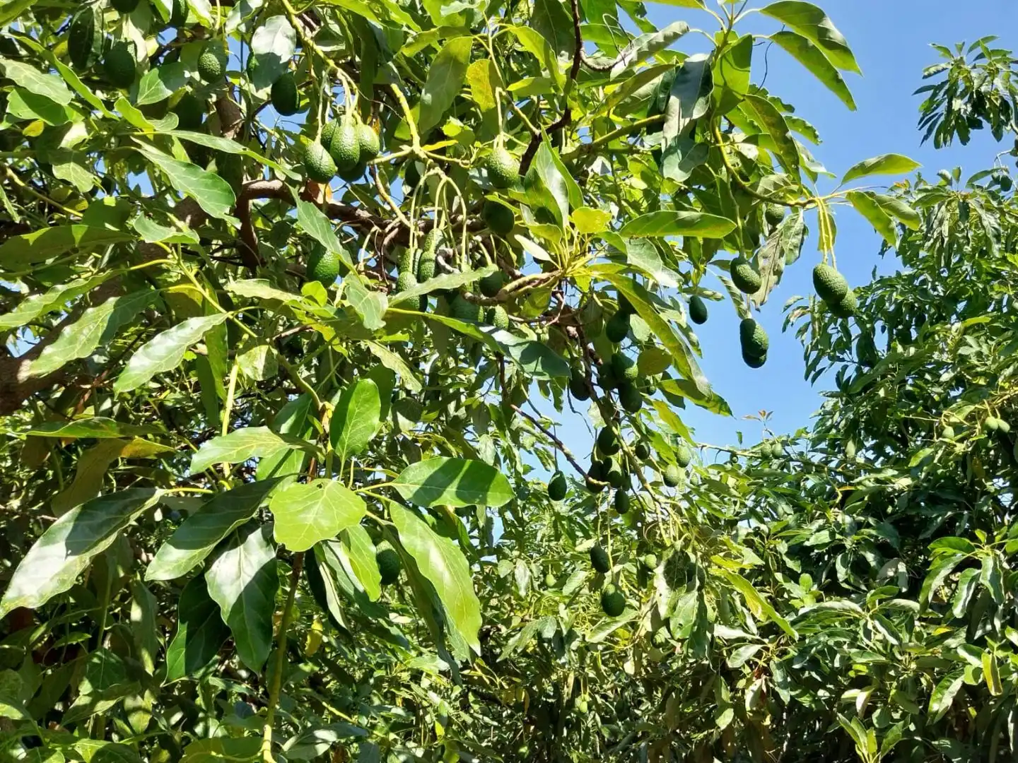 Terreni e lotti in vendita a Diseminado R 38 61, imagen 2