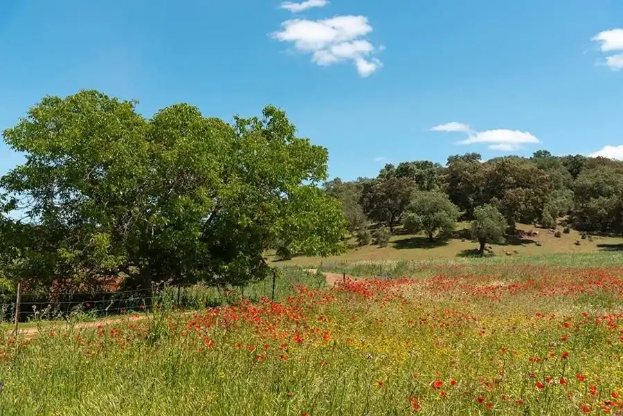 Maison rustique avec jardin à vendre à Calle TOMILLO, imagen 60
