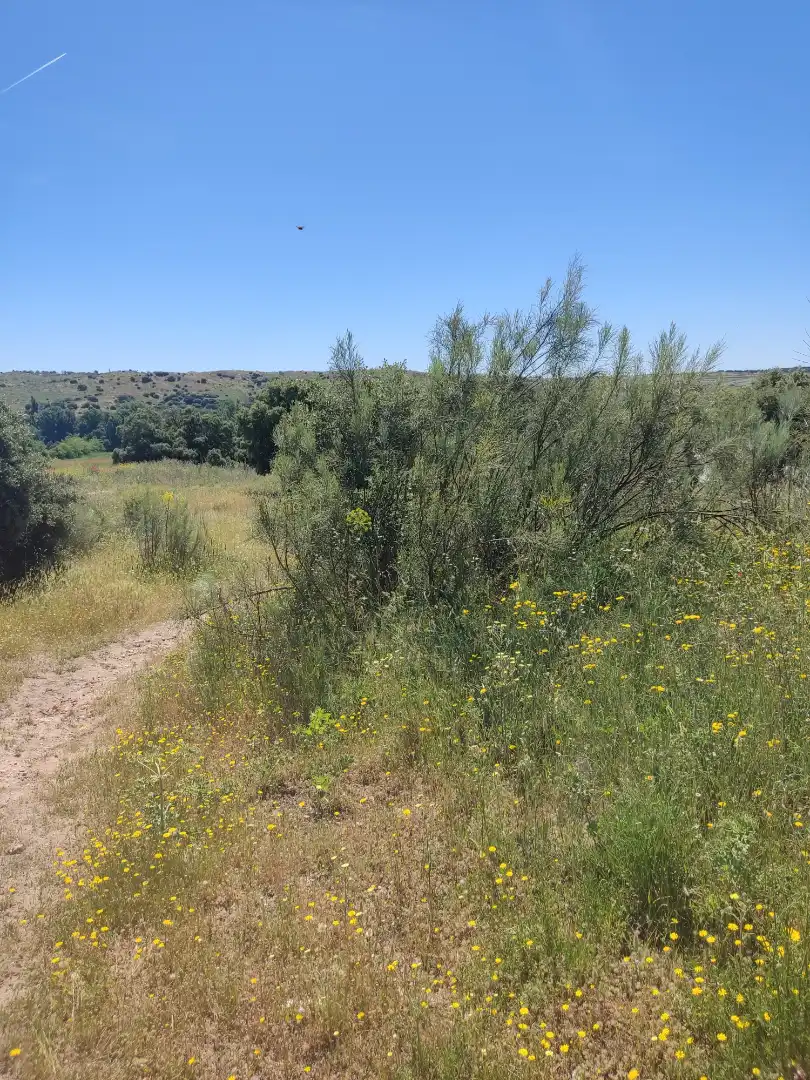 Land for sale in Navalcarnero