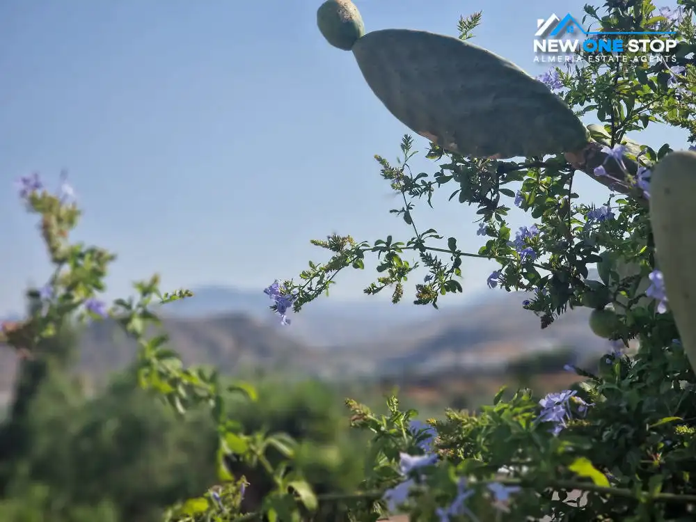 Jardín de Finca rústica en venta en Cantoria con Aire acondicionado, Terraza y Trastero